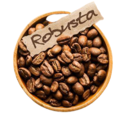 Robusta